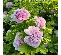 Bulbi di peonia, regali per gli amanti del giardino da balcone d'appartamento esotiche resistenti per il giardino decorazione da esterni all'esterno 9pcs