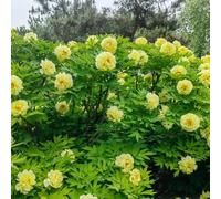 bulbi di peonie resistenti, al freddo per il giardino peonia selvatico 2pcs