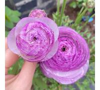 Bulbi di ranuncolo - bulbi da Ranuncolo Bulbi Resistente Perenne, rare da balcone da giardino, da balcone regali sostenibili 8pcs