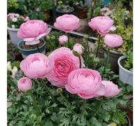 Bulbi di ranuncolo - bulbi da Ranuncolo Bulbi Resistente Perenne, resistenti regali da giardino per le donne 20pcs