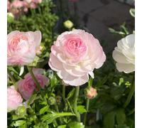 Bulbi di ranuncolo - decorazione del giardino per esterno Ranuncolo Bulbi Resistente Perenne, regali sostenibili bulbi da a precoce 12pcs