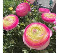 Bulbi di ranuncolo primaverile resistenti per giardini rocciosi esotico per i luoghi soleggiati raro decorazione varietà 25pcs