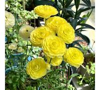 Bulbi di ranuncolo resistenti balcone giardino estivi per i luoghi soleggiati esotico decorazioni giardino per esterni serre balcone 17pcs
