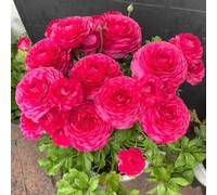 Bulbi di ranuncolo resistenti, bulbi di estivi perenni bulbi di primaverili vecchie varietà serre da balcone resistenti 7pcs