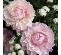 Bulbi di ranuncolo resistenti, da appartamento vecchie varietà da esterno resistenti da giardino regali per gli amanti del giardino da balcone serre 5pcs