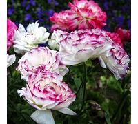 Bulbi di ranuncolo resistenti per giardini rocciosi decorazione varietà antiche per i luoghi soleggiati raro bulbi di biologici arredamento del 19pcs