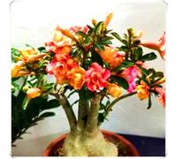 Bulbi di Rosa del Deserto - Altamente Decorativi, Perfetti per la Decorazione della Casa-2bulbi-V