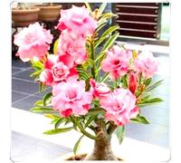 Bulbi di Rosa del Deserto - Altamente Decorativi, Perfetti per la Decorazione della Casa-3bulbi-B