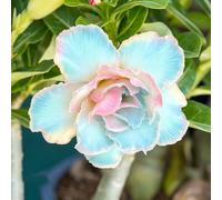 Bulbi di rosa del deserto - balcone biologici raro Vecchie varietà resistenti 3rizomi