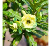 Bulbi di rosa del deserto - biologici esterno Vecchie varietà resistenti decorazioni giardino 1rizomi