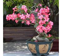 bulbi di rosa del deserto, bulbo di Aiuole rialzate per il giardino balcone con bulbi giardino roccioso interna 1rizomas