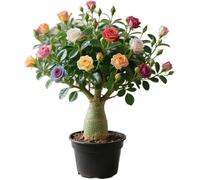 Bulbi di rosa del deserto, crescita rapida e resistenza rara perenne resistente per case all'aperto e bellissime