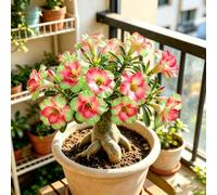 bulbi di rosa del deserto - giardino resistenti Vecchie varietà 1rizoma