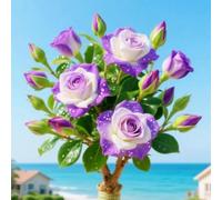 Bulbi di rosa del deserto, resistenti a condizioni aride, adatti al giardino esterno, ideali per i principianti, facili da coltivare-3Bulbi-E