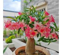 Bulbi di rosa del deserto, resistenti alla secca e al calore, adatti al giardino e ai vasi, perfetti per i principianti, facili da coltivare-2Bulbi-D