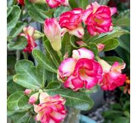 Bulbi di rosa del deserto, resistenti alla secca e al calore, adatti al giardino e ai vasi, perfetti per i principianti, facili da coltivare-4Bulbi-C