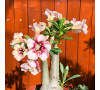 Bulbi di rosa del deserto, resistenti alla secca e al calore, adatti al giardino e ai vasi, perfetti per i principianti, facili da coltivare-5Bulbi-A