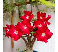 Bulbi di rosa del deserto, resistenti alla secca e al calore, adatti al giardino e ai vasi, perfetti per i principianti, facili da coltivare-5Bulbi-E