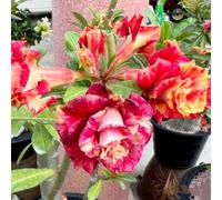 Bulbi di rosa del deserto resistenti - Ottimi per principianti, decorazioni da giardino e decorazioni per la casa-1Bulbi-A