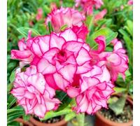 Bulbi di rosa del deserto resistenti - Ottimi per principianti, decorazioni da giardino e decorazioni per la casa-2Bulbi-C