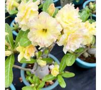 Bulbi di rosa del deserto resistenti - Ottimi per principianti, decorazioni da giardino e decorazioni per la casa-3Bulbi-D
