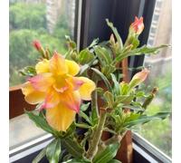 Bulbi di rosa del deserto resistenti - Ottimi per principianti, decorazioni da giardino e decorazioni per la casa-3Bulbi-E