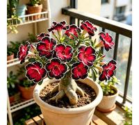 bulbi di rosa del deserto - resistenti raro giardino 5rizoma
