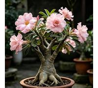 Bulbi di rosa del deserto - Rose rare - rialzata raro in vaso primaverili vecchie varietà Ideale elemento decorativo per il giardino - Radici - arredamento del 2pcs