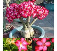 Bulbi di rosa del deserto storico decorazione del partito magico decorazione del parco magico BMany design eleganti-5 lampadine:Seeds