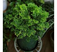 Bulbi di Rosa di Gerico - resistenti per il giardino Selaginella tamariscina - regali sostenibili da giardino rare bulbi dei sono perenni 4pcs