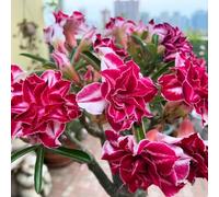 Bulbi di rose del deserto, resistenti al freddo e alla siccità, colori misti, adatti per giardini e terrazzi-2Bulbi-E