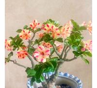 Bulbi di rose del deserto, resistenti al freddo e alla siccità, colori misti, adatti per giardini e terrazzi-5Bulbi-C