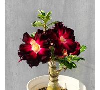 Bulbi di rose del deserto resistenti, colori misti unici, resistenti a temperature basse e siccità, adatti per giardini esterni e terrazzi-3Bulbi-D