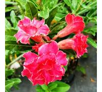 Bulbi di rose del deserto resistenti, colori misti unici, resistenti a temperature basse e siccità, adatti per giardini esterni e terrazzi-3Bulbi-C