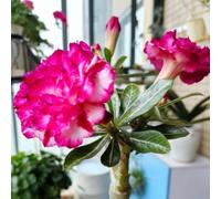 Bulbi di rose del deserto resistenti, colori misti unici, resistenti a temperature basse e siccità,Facili da Coltivare-1Bulbi-D