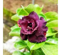 Bulbi di rose del deserto resistenti, colori misti unici, resistenti a temperature basse e siccità,Facili da Coltivare-5Bulbi-C