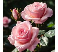 Bulbi di Rose resistenti, Bulbi di Rose: Facili per Principianti, Decorazione Giardino & Casa-1bulbi-I