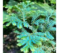 Bulbi di Rosi di Gerico - resistenti, per luoghi soleggiati primaverili giardino 10pcs