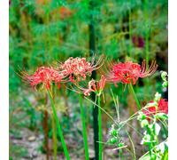 bulbi di sangue resistenti all'esterno, bulbi giardino copertura del suolo resistenti, le perenne sono 2pcs
