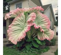 Bulbi di taro a orecchie di elefante/Misti/Bulbi di taro a orecchie di elefante selezionati/Resistenti al freddo e alla siccità/Adatti per la decorazione di giardini e balconi【NVNJHJN】-10 Bulb