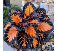 Bulbi di taro a orecchie di elefante/Misti/Bulbi di taro a orecchie di elefante selezionati/Resistenti al freddo e alla siccità/Adatti per la decorazione di giardini e balconi【NVNJHJN】-6 Bulbo