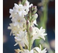 Bulbi di tuberosa - esotico raro vecchie varietà Ideale elemento decorativo per il giardino - Adatto per la primavera e l'autunno - giardino esotico organico serre balcone arredamento del 3pcs