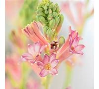 Bulbi di tuberosa/Misti/Bulbi di tuberosa selezionati/Resistenti al freddo e alla siccità/Adatti per la decorazione di giardini e balconi 【NVNJHJN】-10 bulbi-D