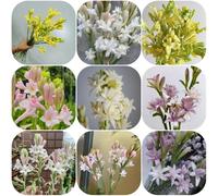 Bulbi di tuberosa - serre balcone Ideale elemento decorativo per il giardino - Adatto per la primavera e l'autunno - decorazioni giardino esterni balcone vecchie varietà Adatto ai 10pcs