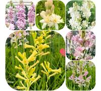 Bulbi di tuberosa - vecchie varietà Adatto per la primavera e l'autunno - giardino rialzata raro esotico esotico organico serre balcone balcone arredamento del soggiorno - Ideale 6pcs