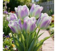 Bulbi di Tulipan&perenne,resistenti,adatte per la decorazione di giardini e balconi/belle/adatte come regali per le feste-10bulbi -J