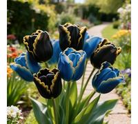 Bulbi di Tulipan-perenne,resistenti,adatte per la decorazione di giardini e balconi/belle/adatte come regali per le feste-8pcs-A