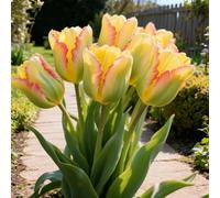 Bulbi di Tulipan-perenne,resistenti,adatte per la decorazione di giardini e balconi/belle/adatte come regali per le feste-15pcs-E