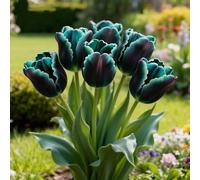 Bulbi di Tulipan/perenne,resistenti,adatte per la decorazione di giardini e balconi/belle/adatte come regali per le feste-15pcs-F