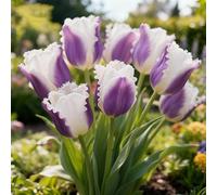 Bulbi di Tulipan/perenne,resistenti,adatte per la decorazione di giardini e balconi/belle/adatte come regali per le feste-15pcs-E